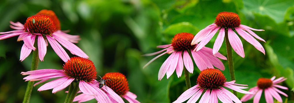 homepage_slider_03_Echinacea_1020x360